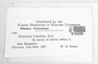 Entyloma lobeliae image